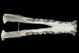 Fossil Hyaenodon Skull - South Dakota #131362-7